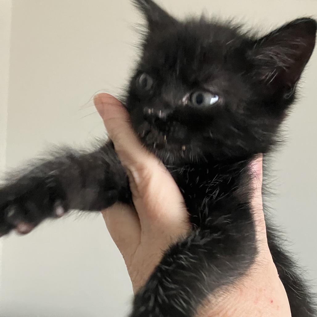 Enlarge Leia, a Adoptable Domestic Short Hair in Katy, TX image 2/4