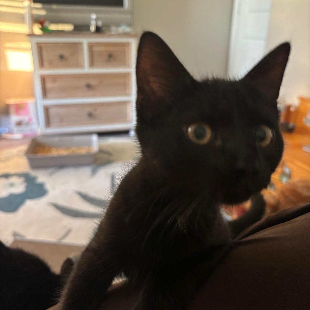 Enlarge Leia, a Adoptable Domestic Short Hair in Katy, TX image 3/4