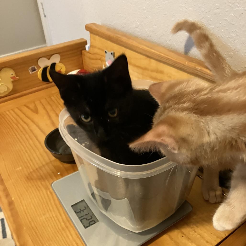 Enlarge Leia, a Adoptable Domestic Short Hair in Katy, TX image 4/4