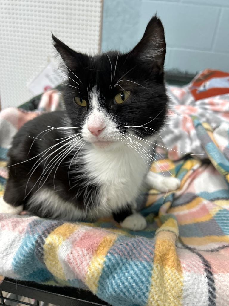 Cruella De Ville, Adoptable, Young Female Domestic Medium Hair.