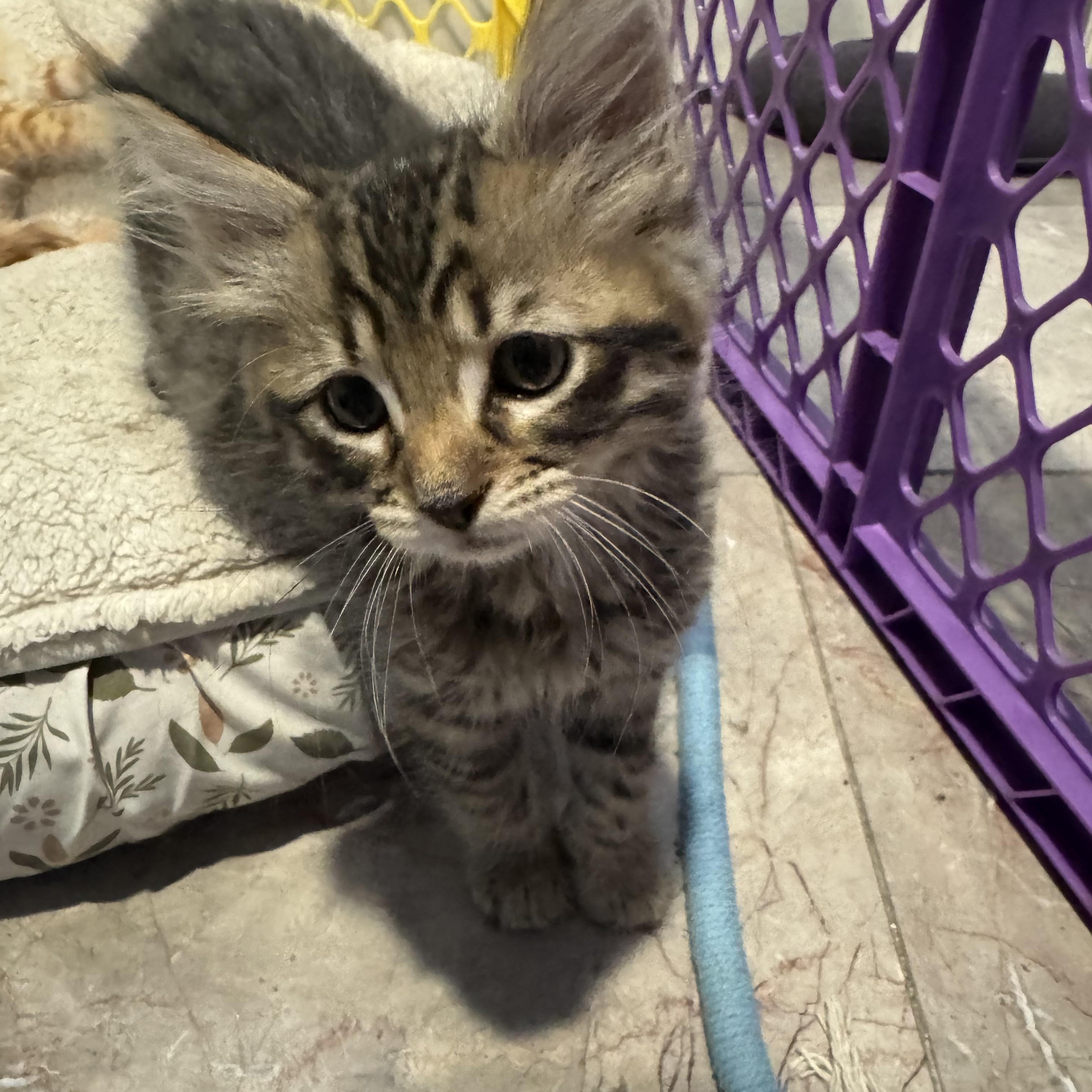 Alex, a Adoptable mixed breed in East Amherst, NY image 4/5
