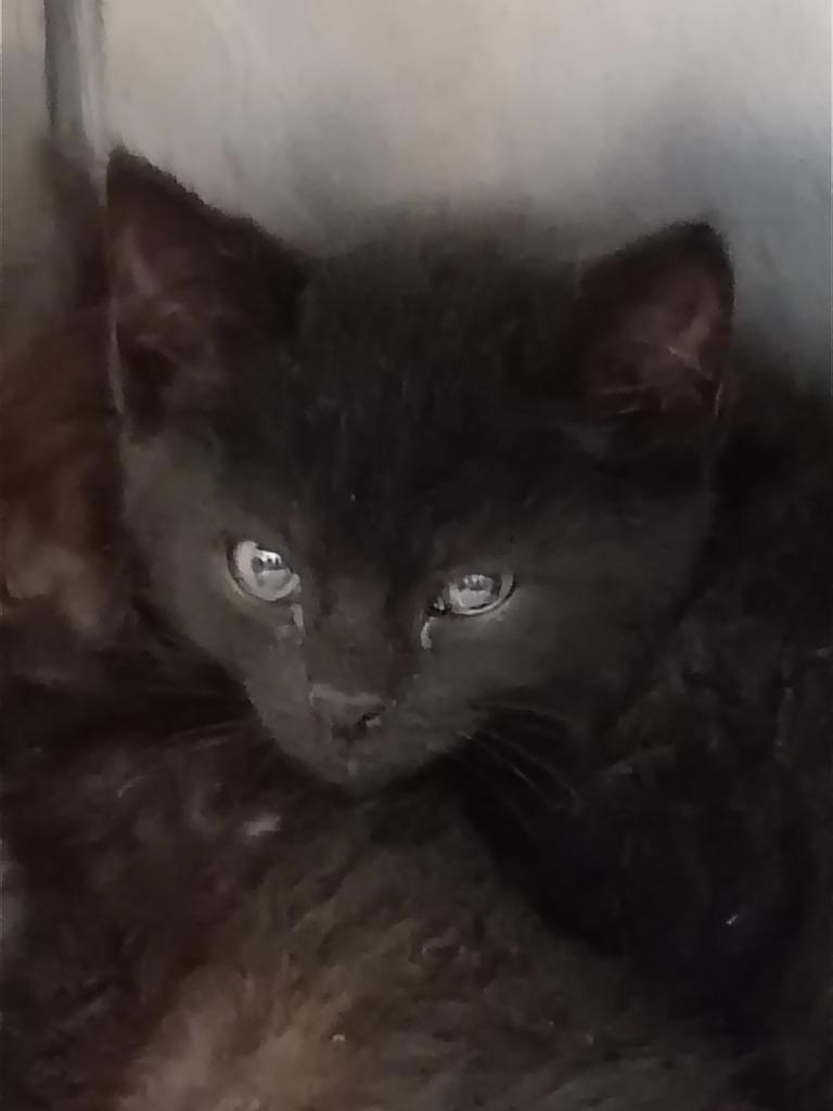 Jalapeno, Adoptable, Kitten Female Domestic Short Hair.