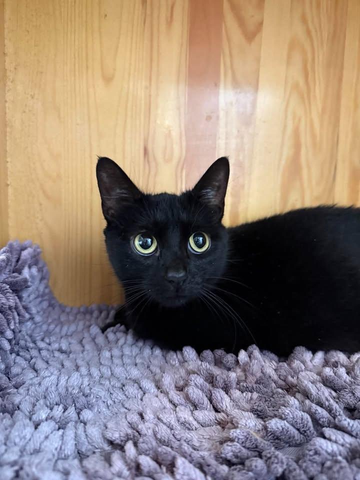 Enlarge Lily, a Adoptable Domestic Short Hair in Wilmington, NC image 1/1