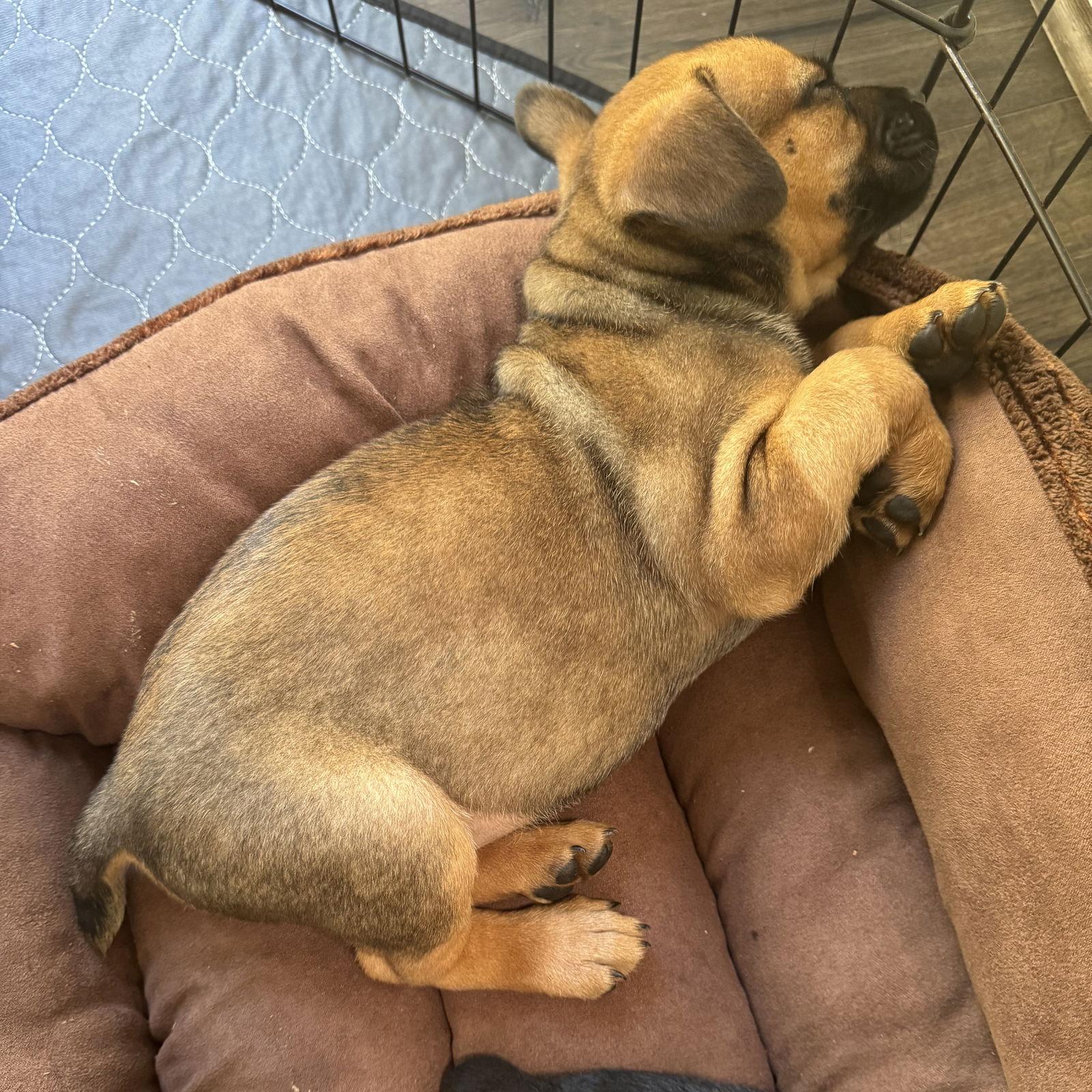 Charlie, Adoptable, Puppy Male Mixed Breed.