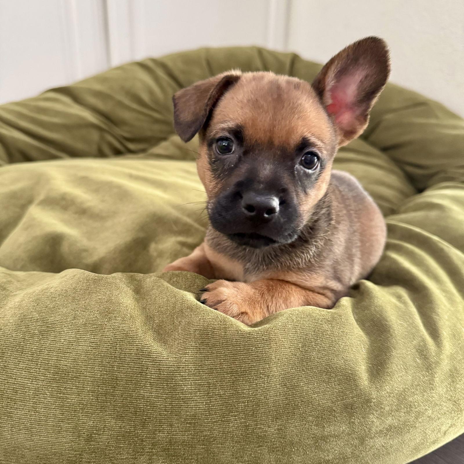 Charlie, a Adoptable Mixed Breed in San Juan Capistrano, CA image 2/3