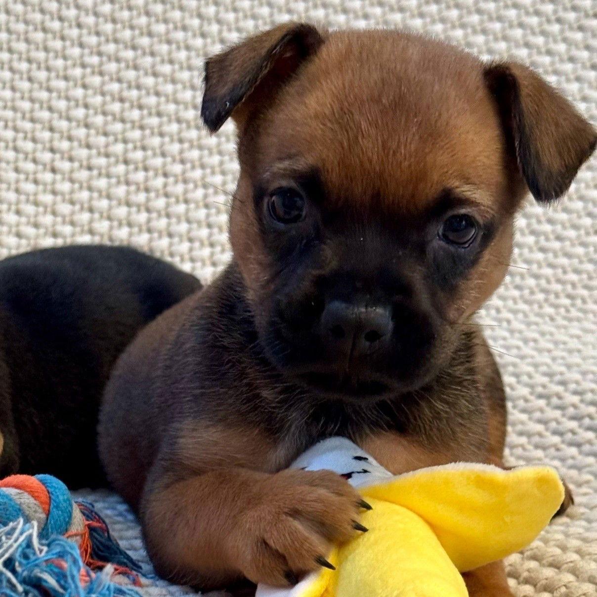 Charlie, a Adoptable Mixed Breed in San Juan Capistrano, CA image 3/3