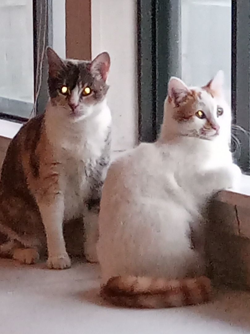 Enlarge Maybell, a Adoptable Dilute Calico in Choctaw, OK image 1/6