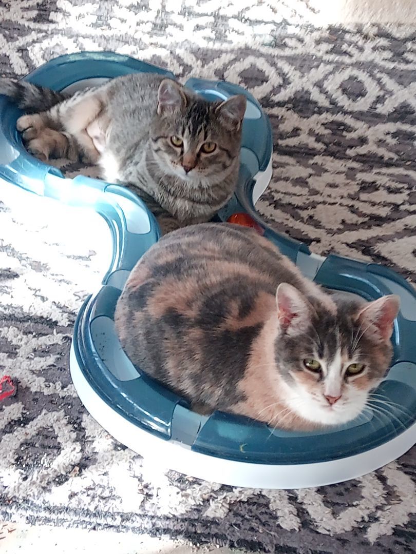 Enlarge Maybell, a Adoptable Dilute Calico in Choctaw, OK image 2/6