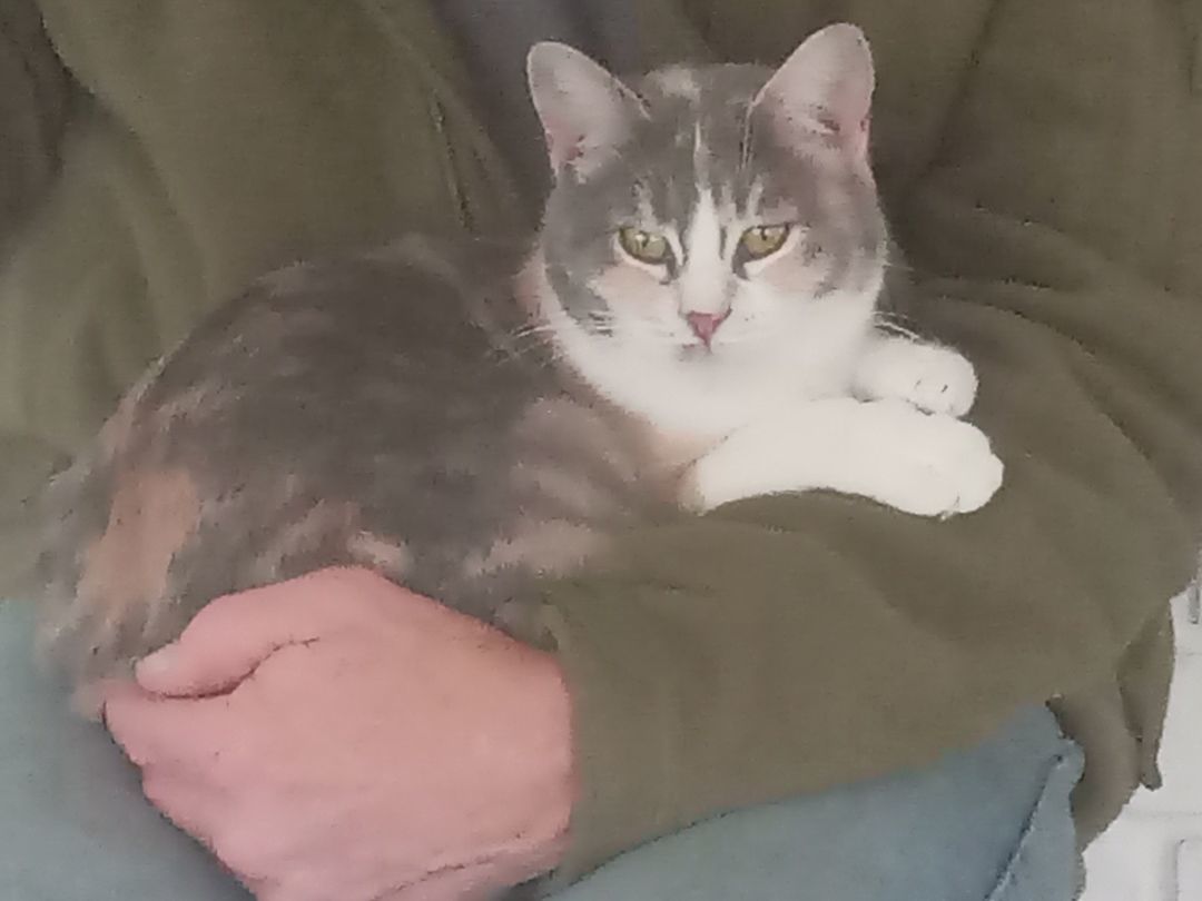 Enlarge Maybell, a Adoptable Dilute Calico in Choctaw, OK image 3/6