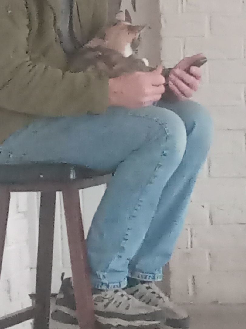 Enlarge Maybell, a Adoptable Dilute Calico in Choctaw, OK image 4/6