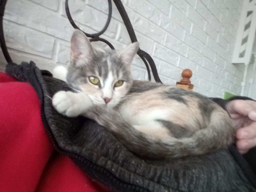 Enlarge Maybell, a Adoptable Dilute Calico in Choctaw, OK image 5/6