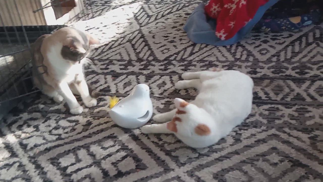 Enlarge Maybell, a Adoptable Dilute Calico in Choctaw, OK video 6/6