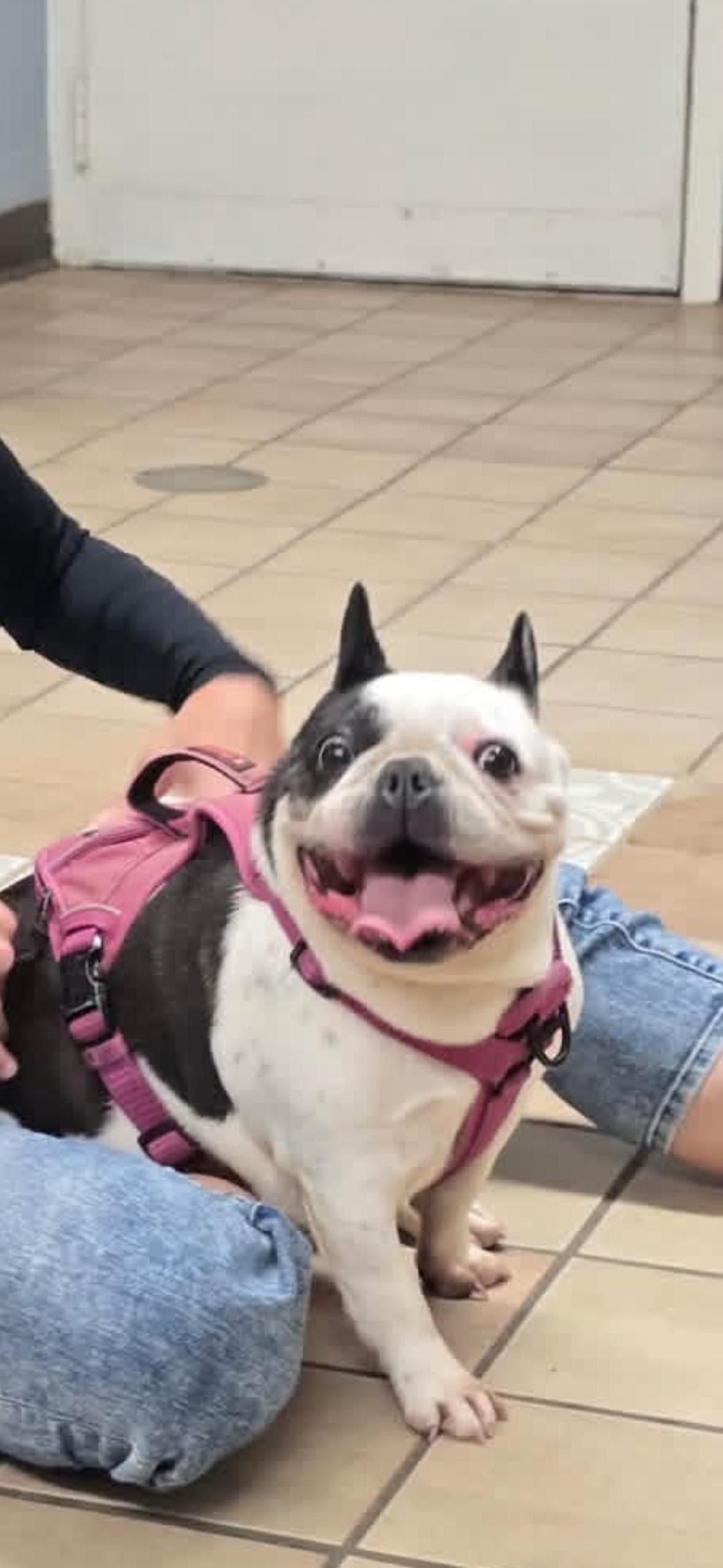 Enlarge Honey, a ADOPTABLE French Bulldog in Edison, NJ image 1/1
