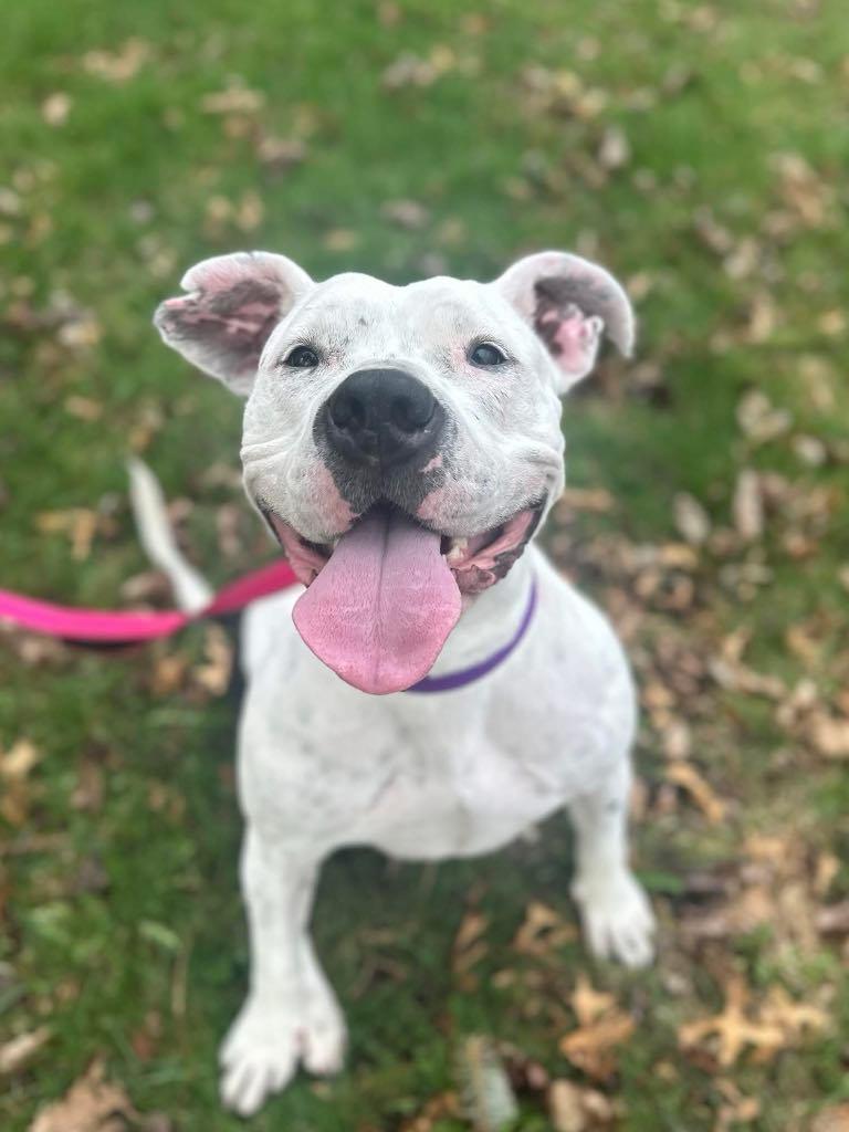 Bonnie, Adoptable, Adult Female American Staffordshire Terrier.