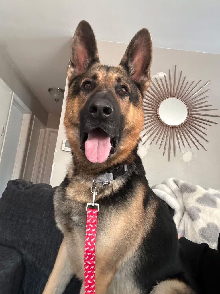 Batman COURTESY POST, adopted, Adult Male German Shepherd Dog.