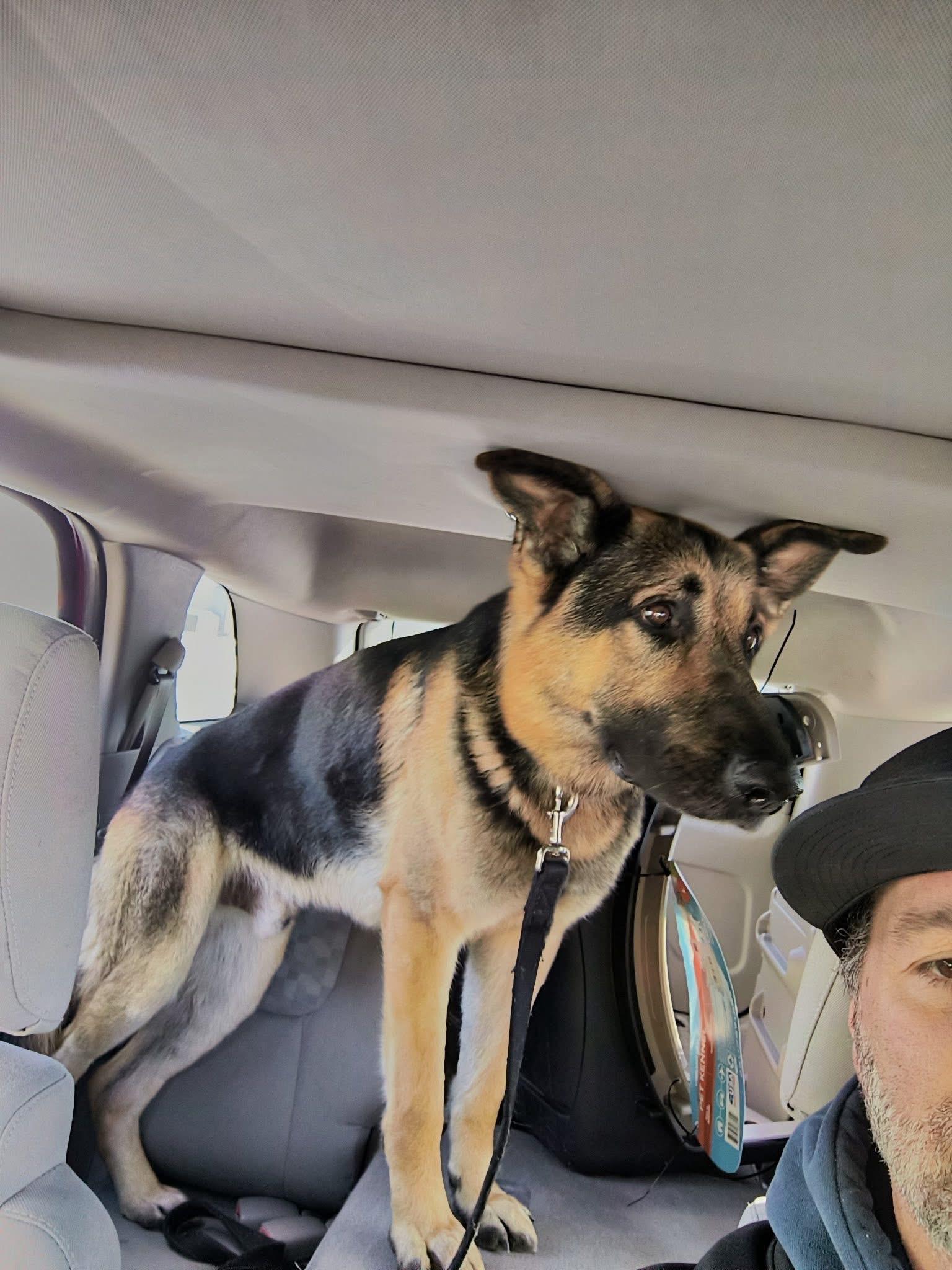 Batman COURTESY POST, an adopted German Shepherd Dog in Solon, OH image 2/3