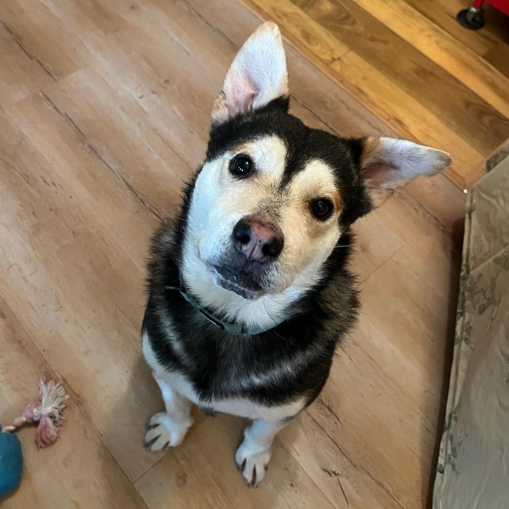 Enlarge Micah, a Adoptable mixed breed in Toms River, NJ image 1/4