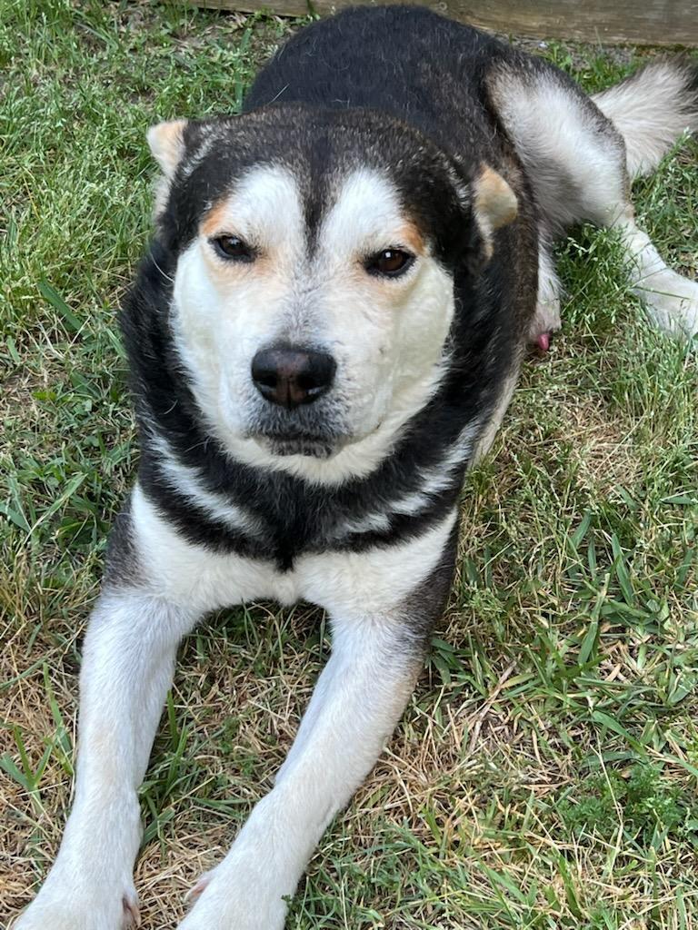 Enlarge Micah, a Adoptable mixed breed in Toms River, NJ image 3/4