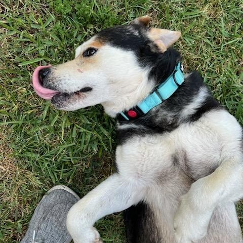 Enlarge Micah, a Adoptable mixed breed in Toms River, NJ image 4/4