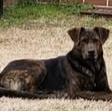 Buddy, a Adoptable mixed breed in Rainbow City, AL image 2/2