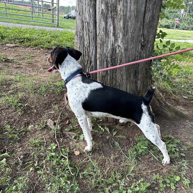 Enlarge Foreman, a Adoptable Beagle in Oak Ridge, TN image 3/3