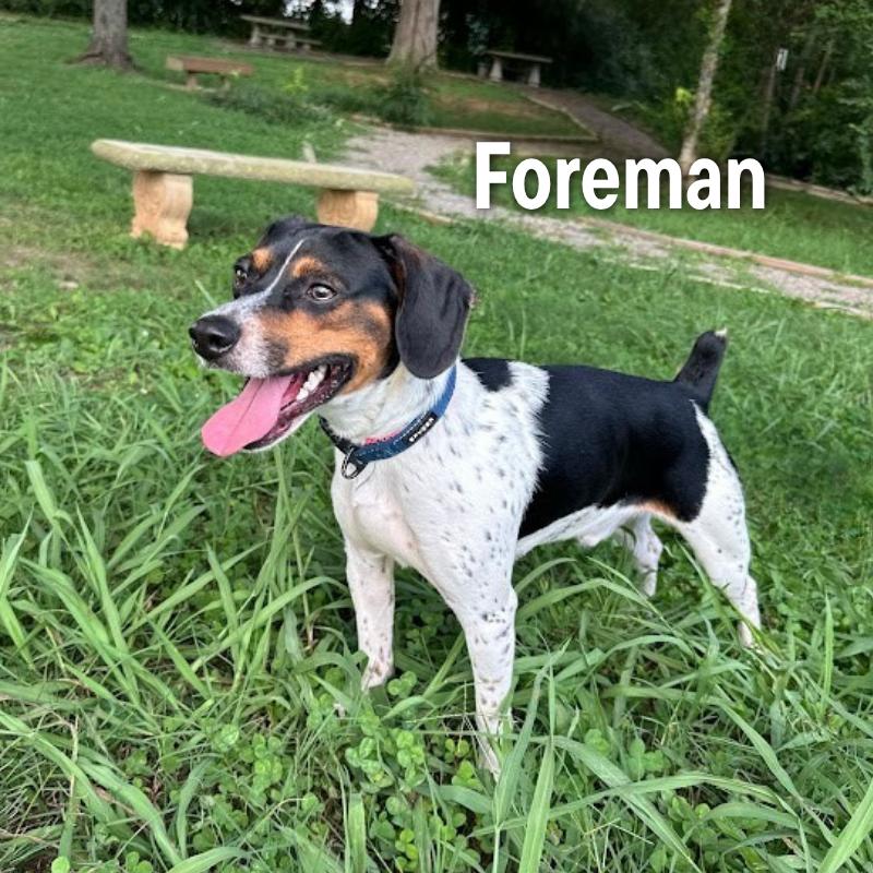 Foreman, Adoptable, Young Male Beagle.