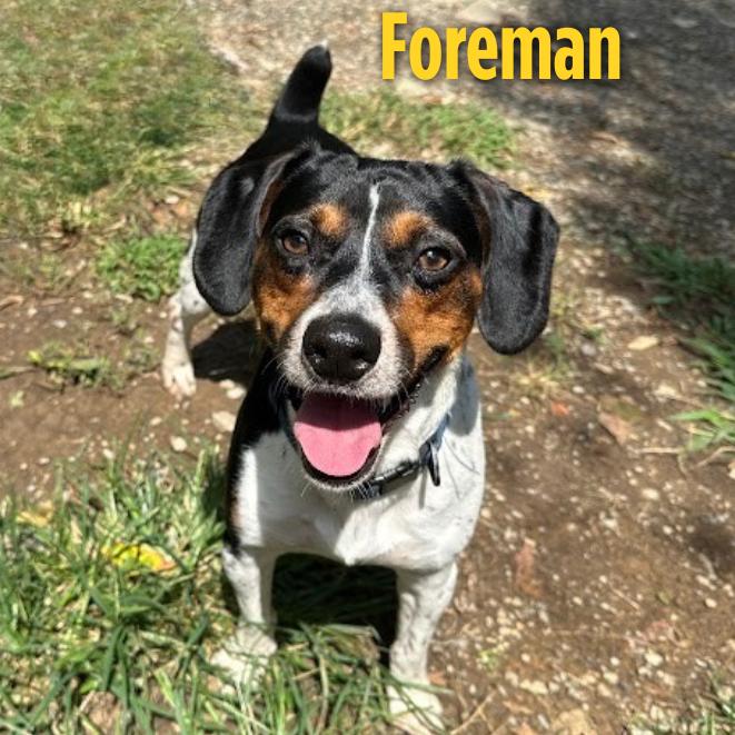 Enlarge Foreman, a Adoptable Beagle in Oak Ridge, TN image 2/3