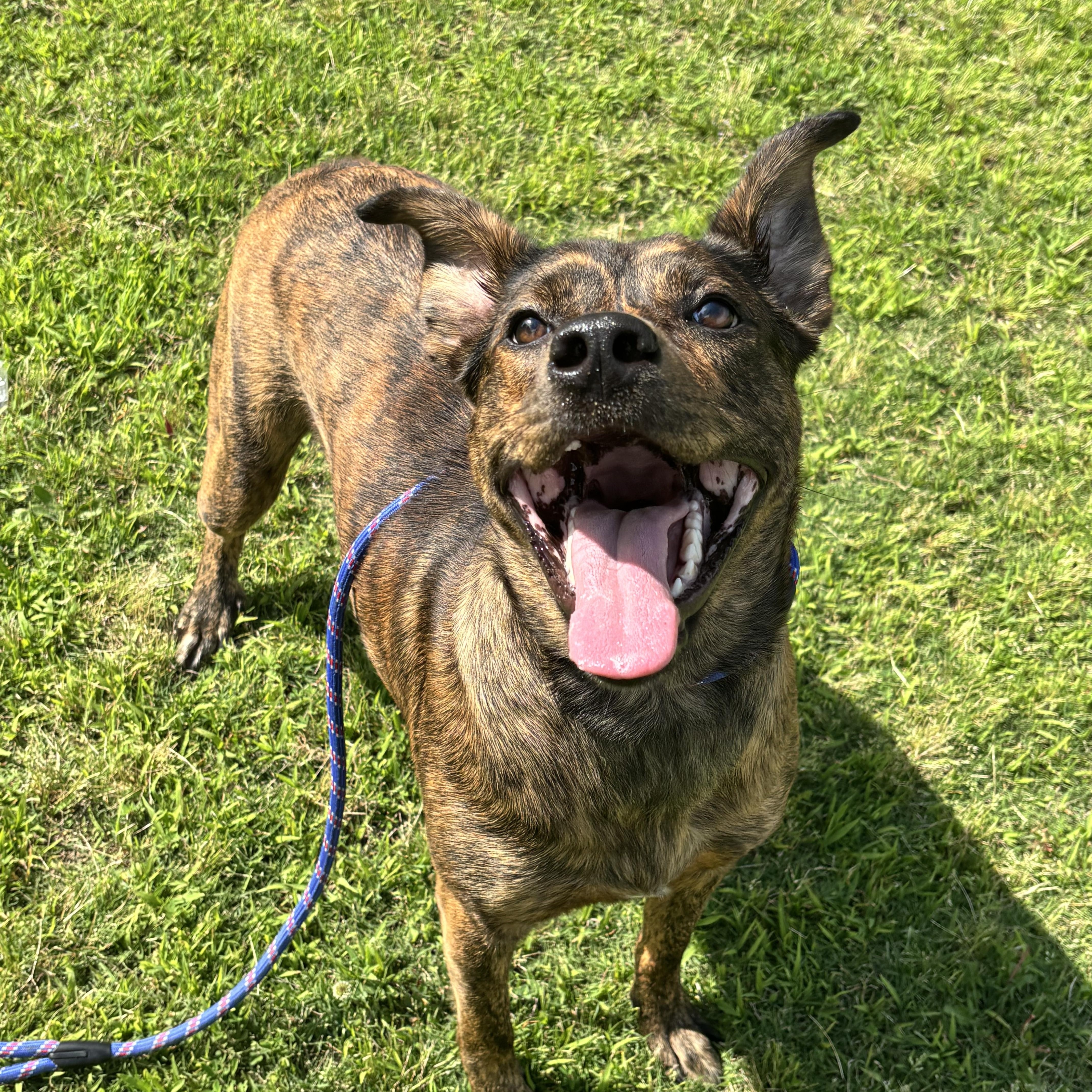 Enlarge Miley, an adoptable Mixed Breed in Collierville, TN image 3/5