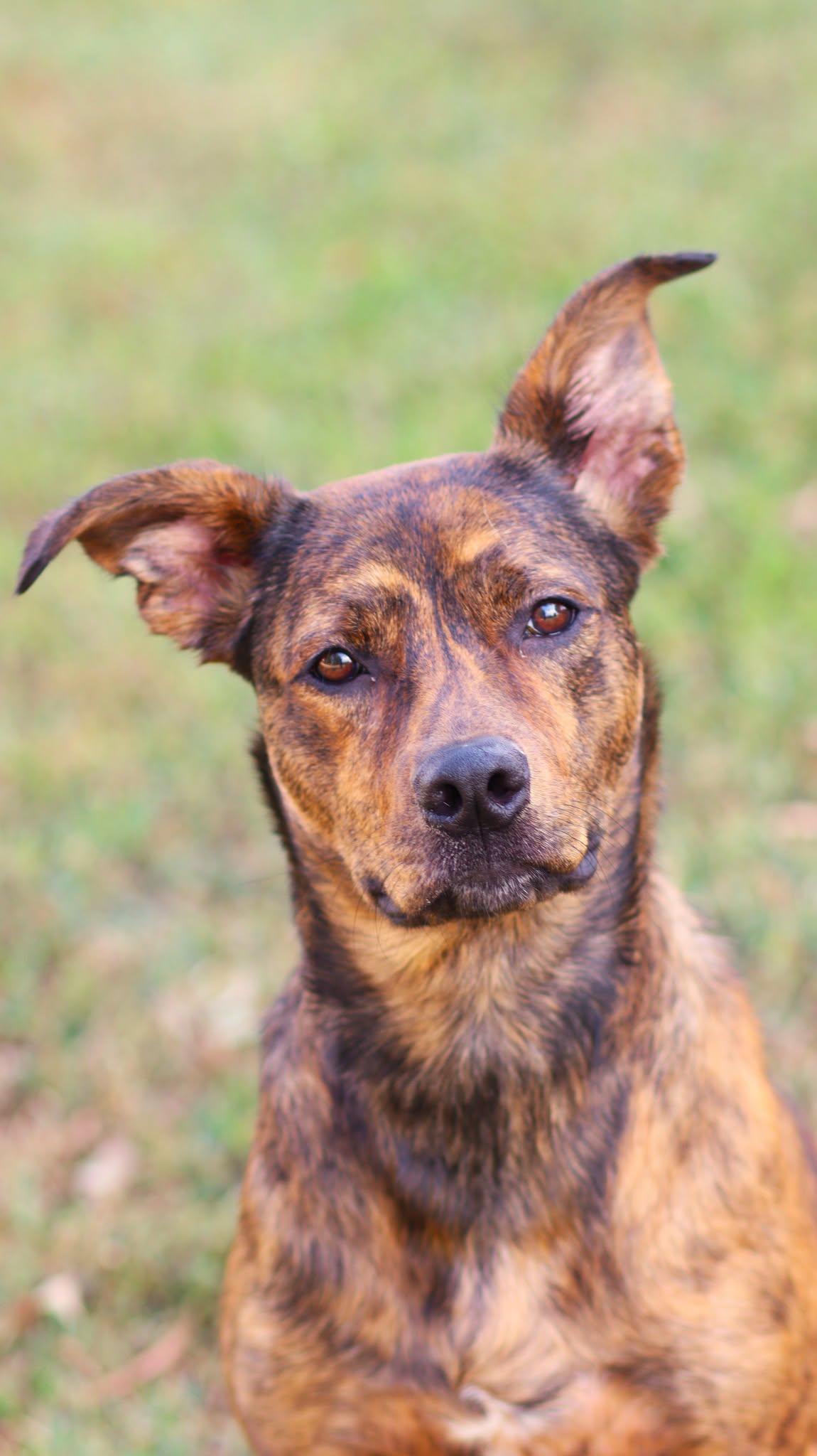 Enlarge Miley, a Adoptable Mixed Breed in Collierville, TN image 4/5