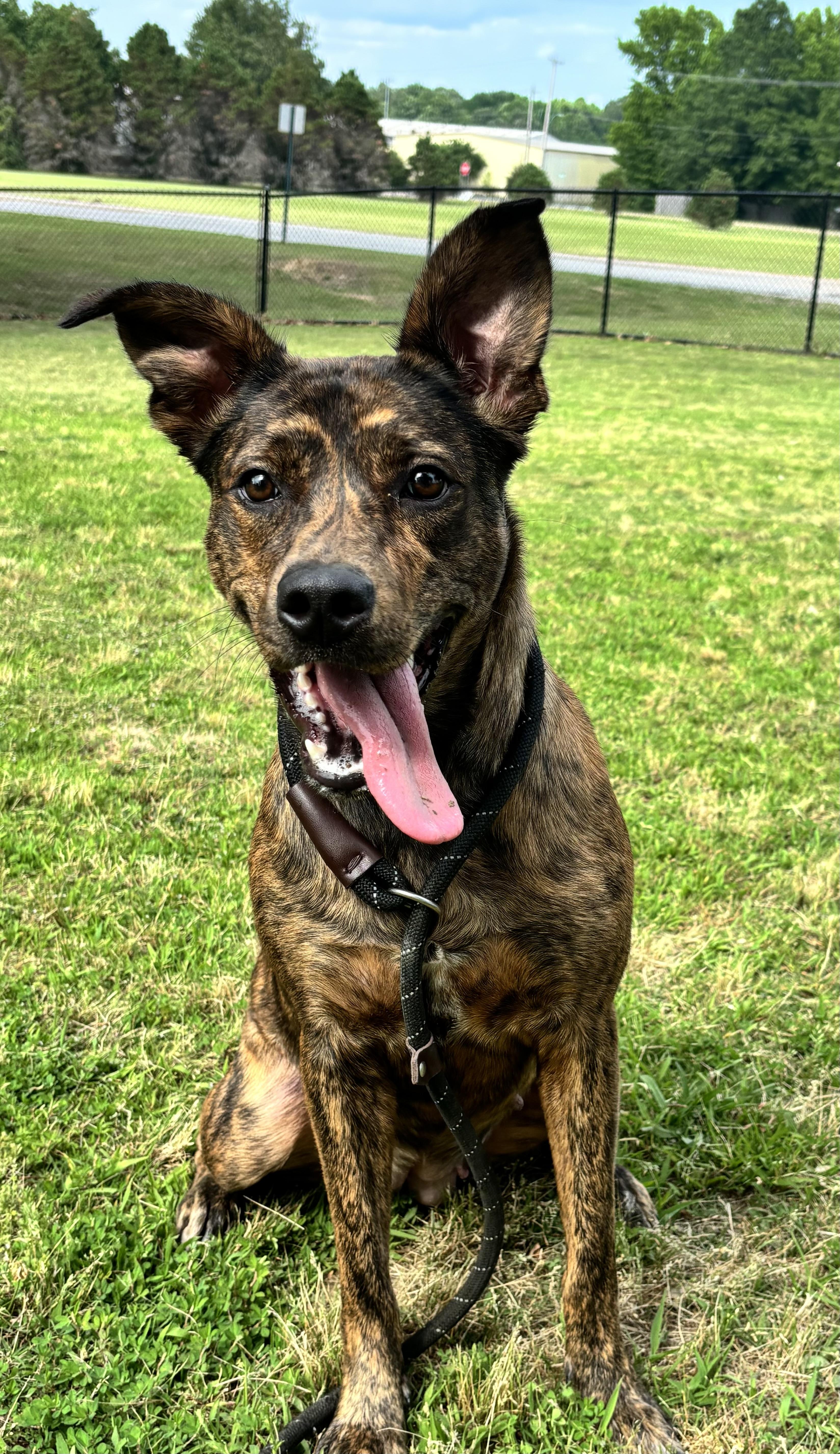 Enlarge Miley, an adoptable Mixed Breed in Collierville, TN image 1/5