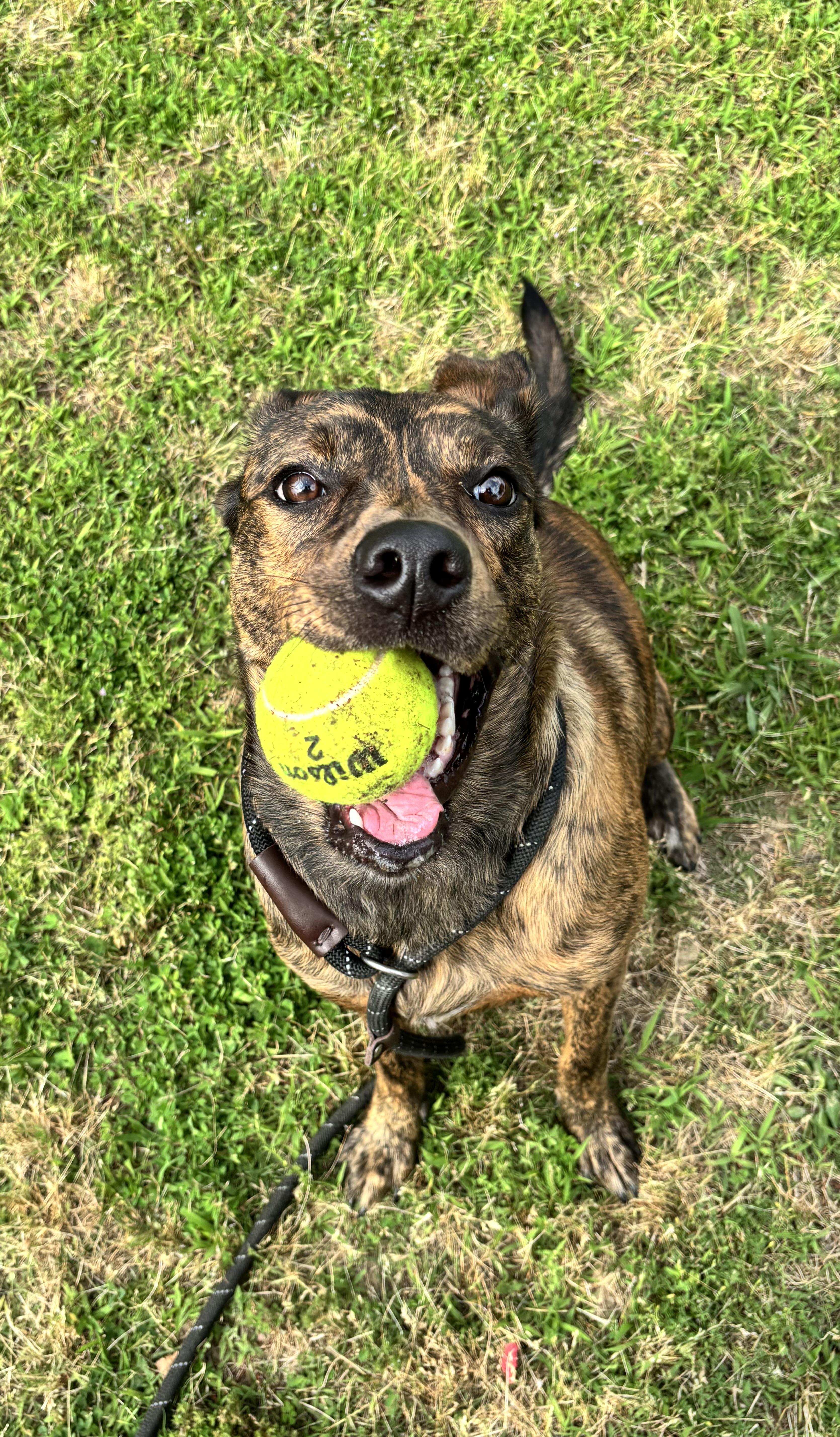 Enlarge Miley, an adoptable Mixed Breed in Collierville, TN image 5/5