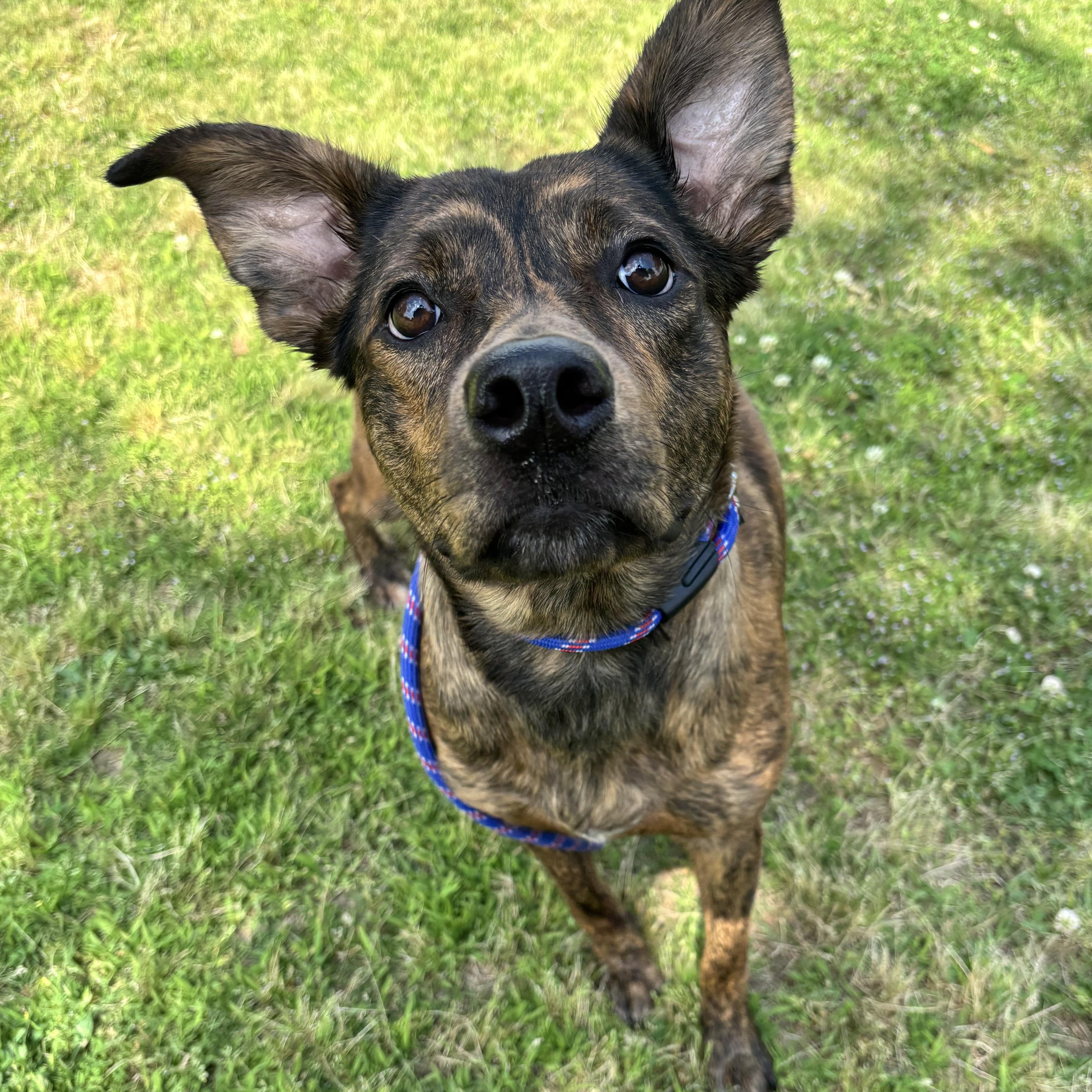 Enlarge Miley, an adoptable Mixed Breed in Collierville, TN image 2/5