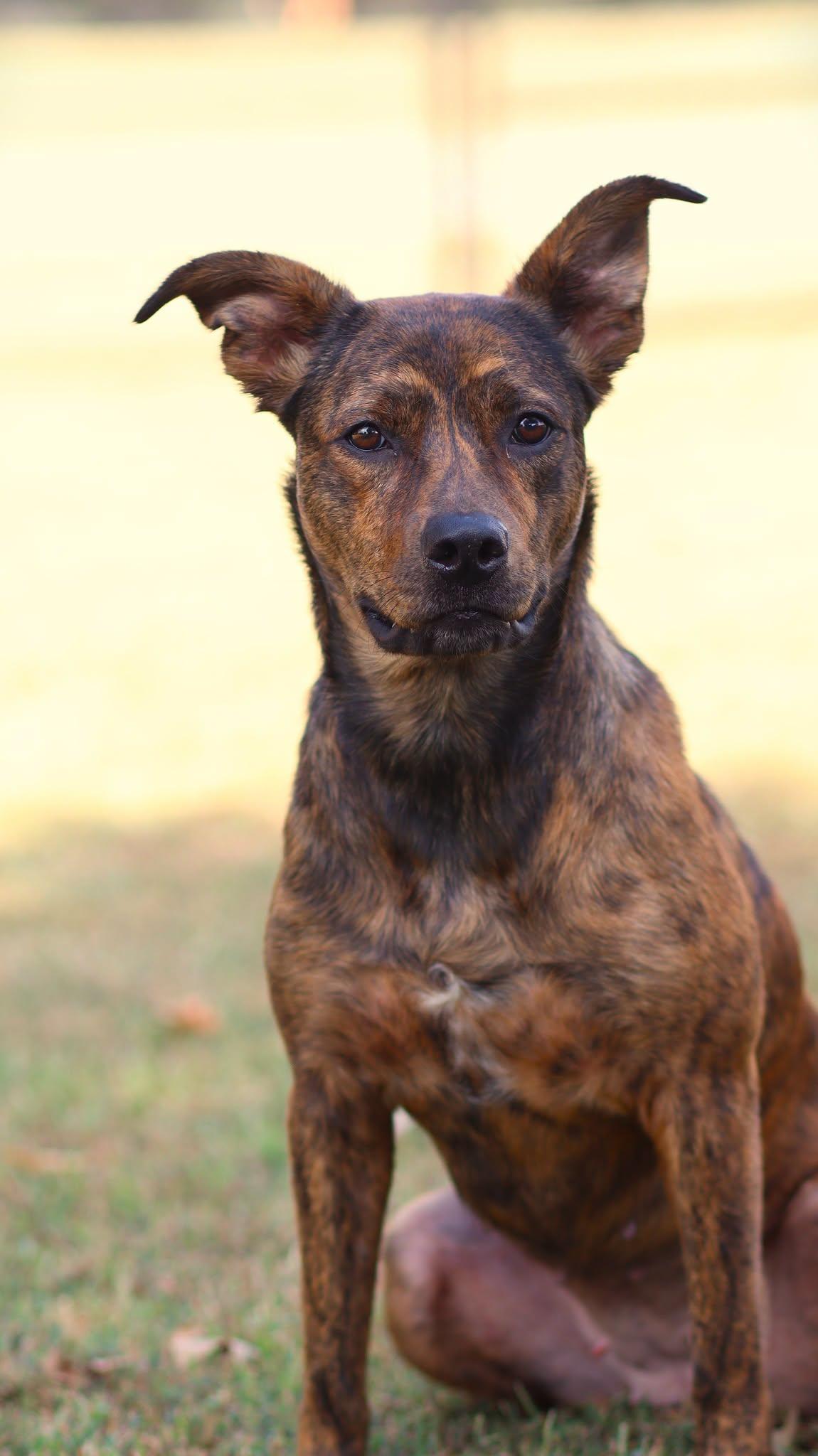 Miley, Adoptable, Young Female Mixed Breed.