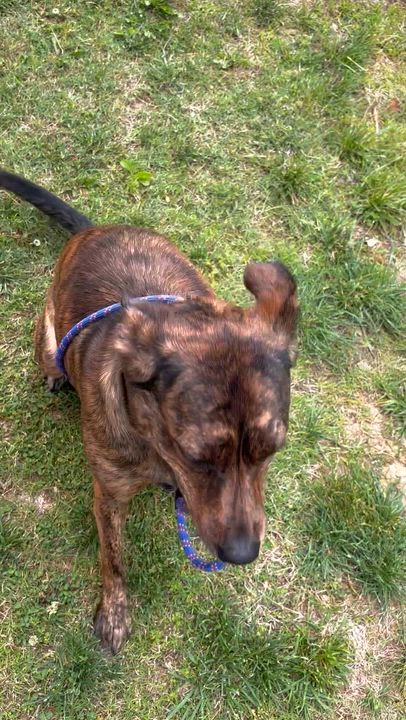 Enlarge Miley, an adoptable Mixed Breed in Collierville, TN video 4/5
