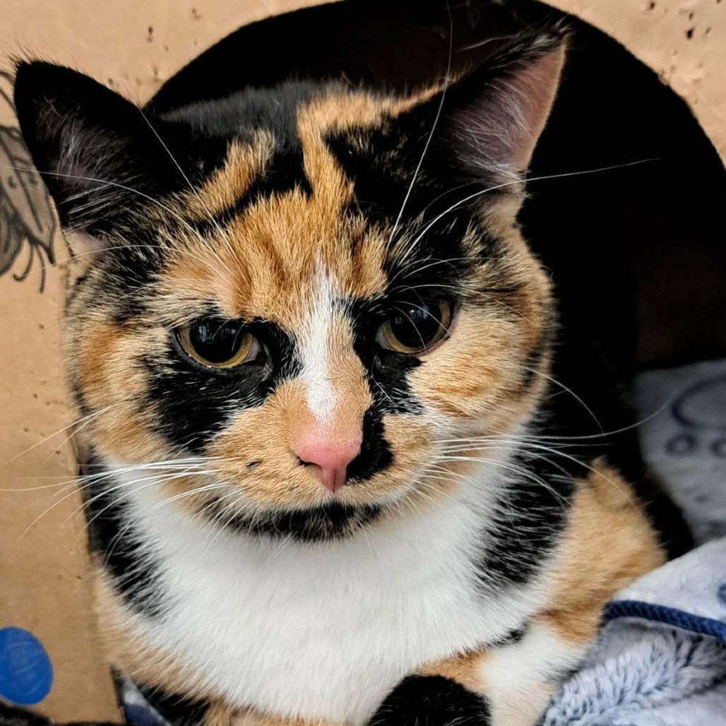 Anemone, Adoptable, Adult Female Domestic Short Hair.