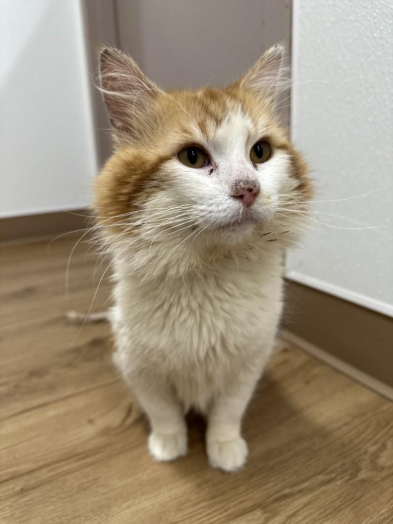 BUTTERSCOTCH, Adoptable, Adult Male Domestic Medium Hair.