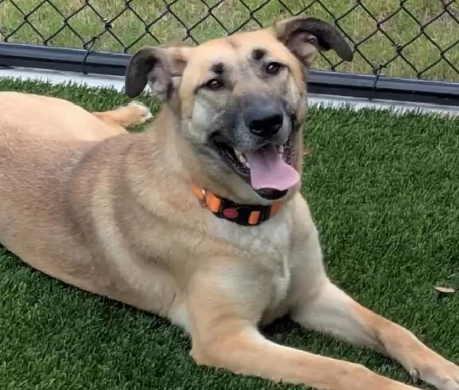 Enlarge Gloria, a ADOPTABLE mixed breed in Carrollton, TX image 1/6