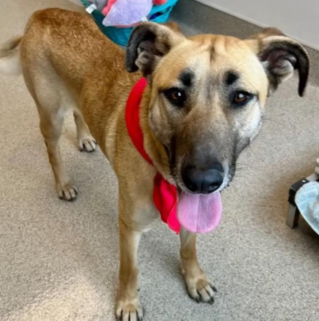 Enlarge Gloria, a ADOPTABLE mixed breed in Carrollton, TX image 5/6