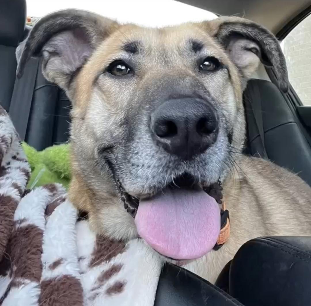 Enlarge Gloria, a ADOPTABLE mixed breed in Carrollton, TX image 2/6