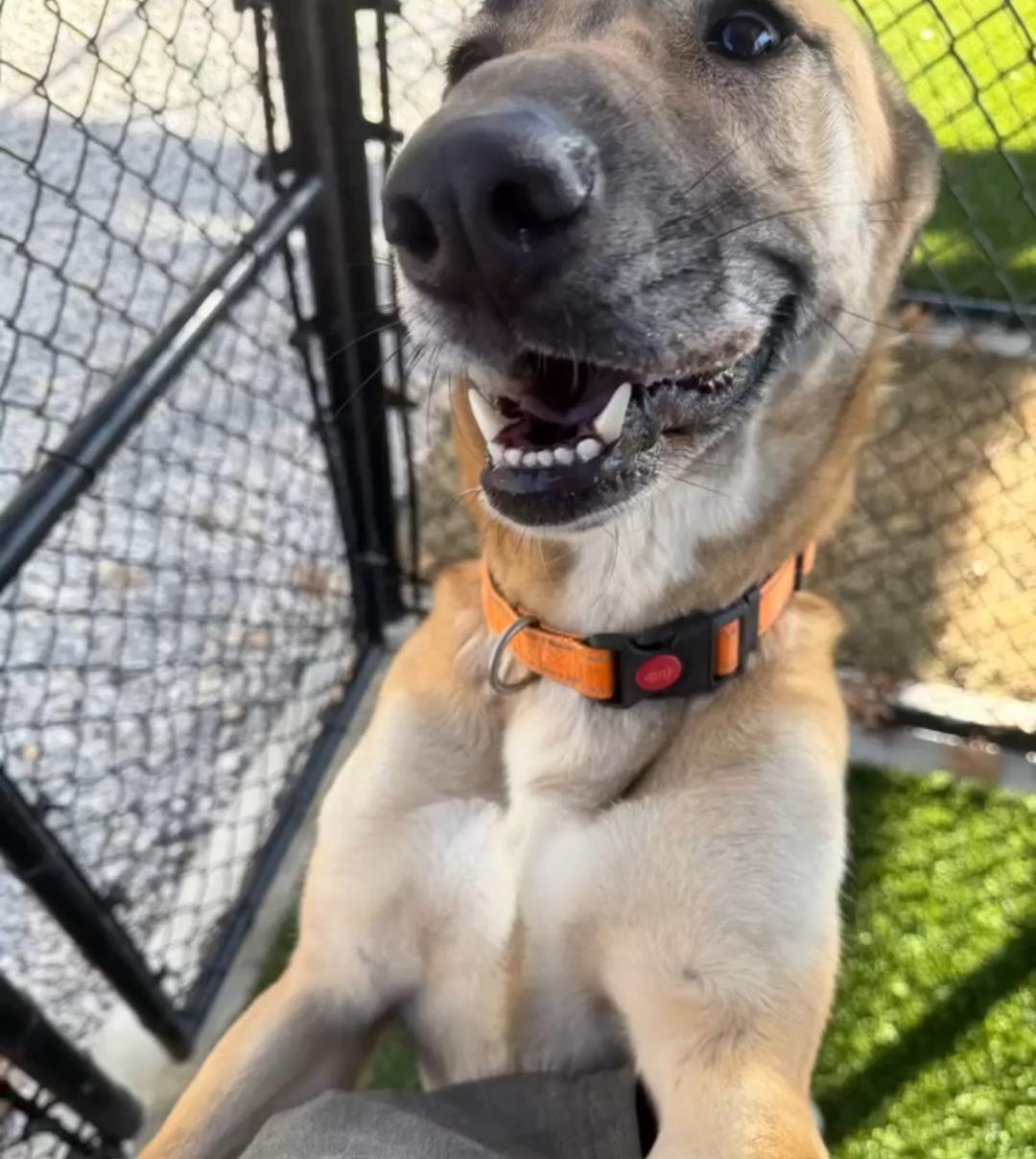 Enlarge Gloria, a ADOPTABLE mixed breed in Carrollton, TX image 6/6