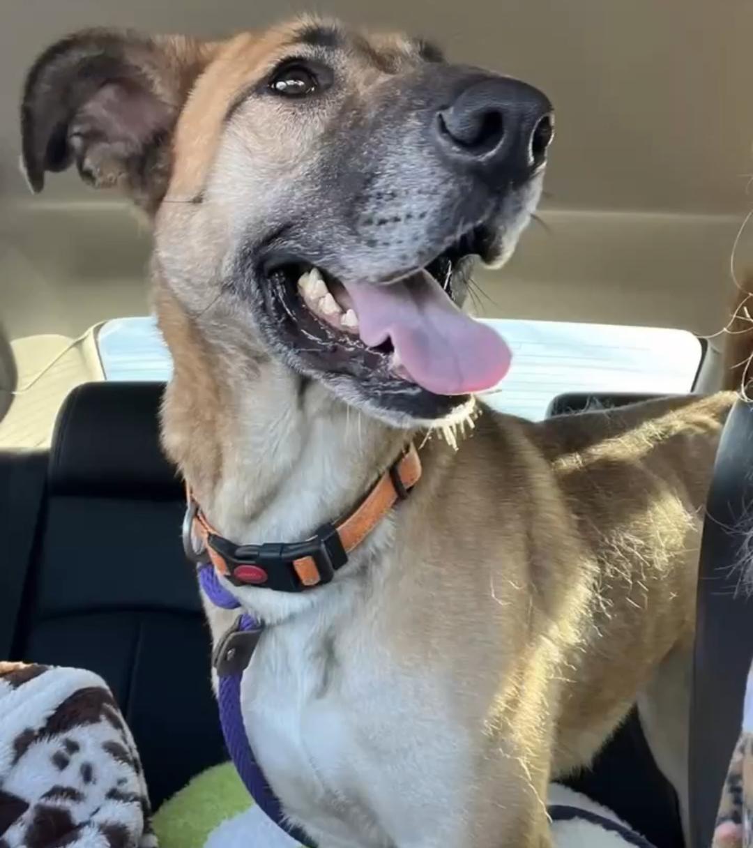 Enlarge Gloria, a ADOPTABLE mixed breed in Carrollton, TX image 3/6