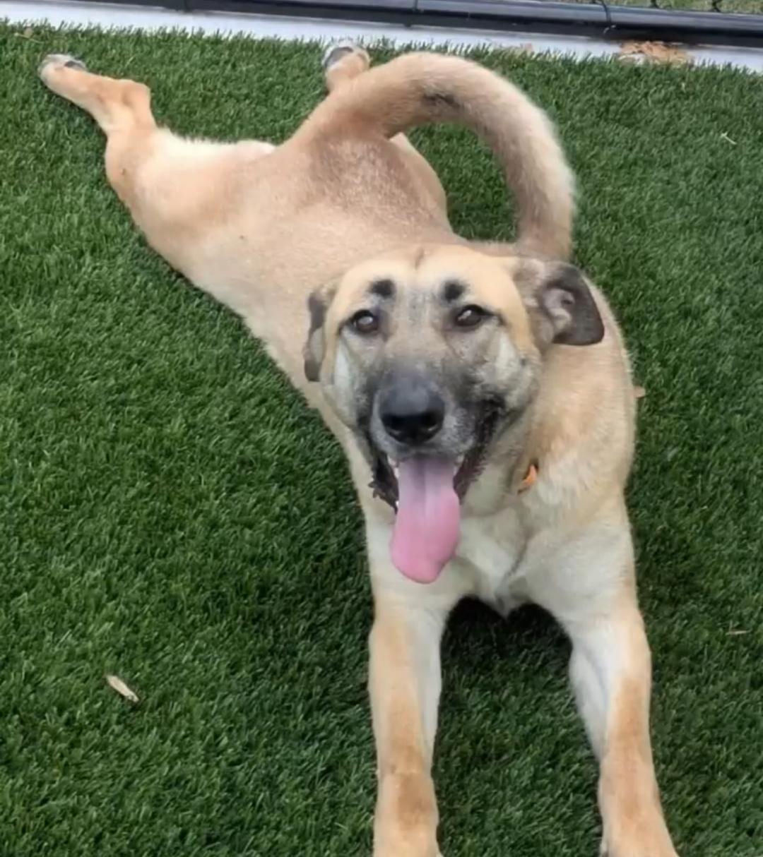 Enlarge Gloria, a ADOPTABLE mixed breed in Carrollton, TX image 4/6