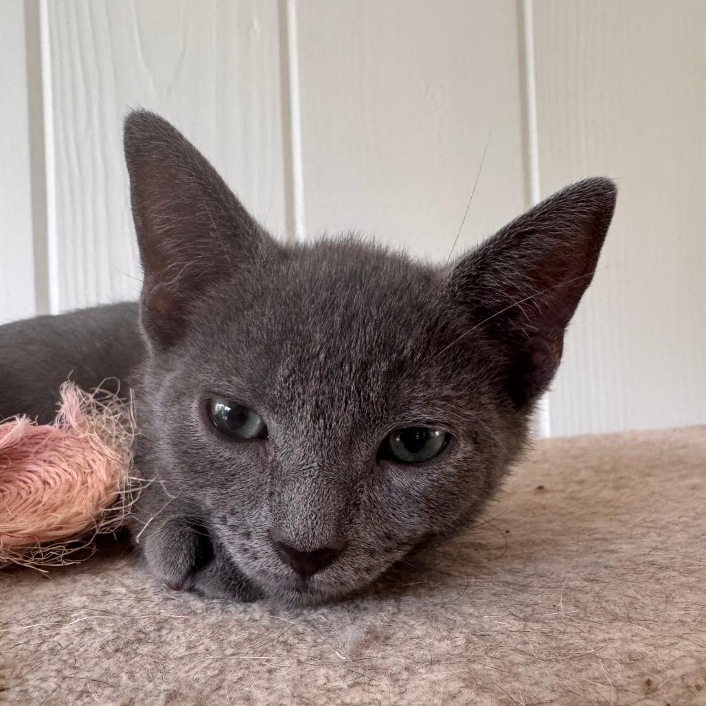 Greaser, Adoptable, Kitten Male Domestic Short Hair & Russian Blue.
