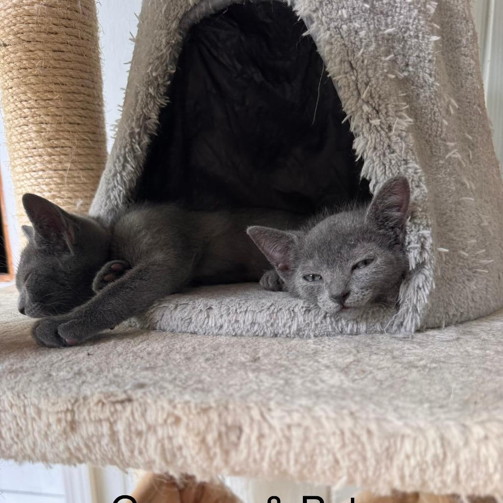 Enlarge Greaser, a Adoptable mixed breed in Jupiter, FL image 2/6