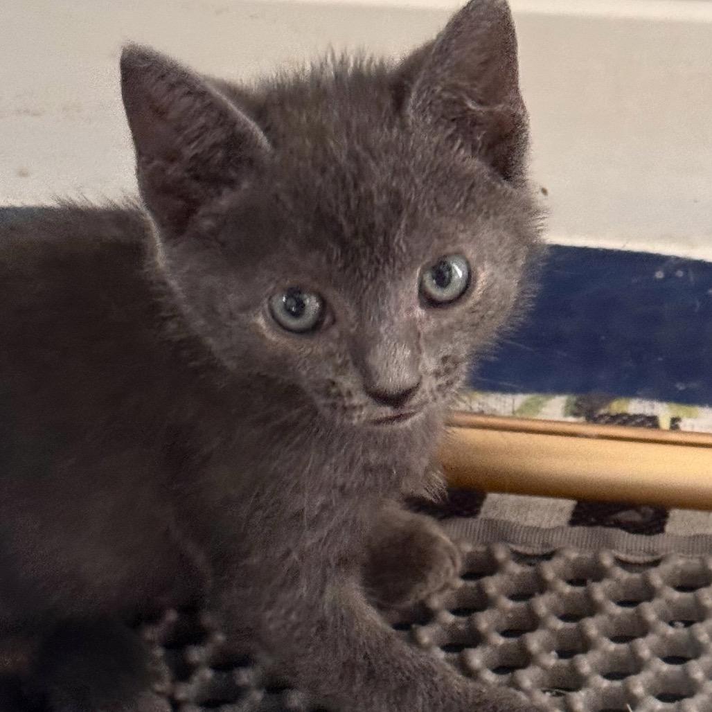 Enlarge Greaser, a Adoptable mixed breed in Jupiter, FL image 3/6