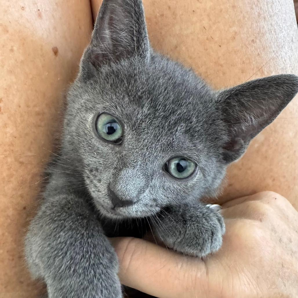 Enlarge Greaser, a Adoptable mixed breed in Jupiter, FL image 4/6