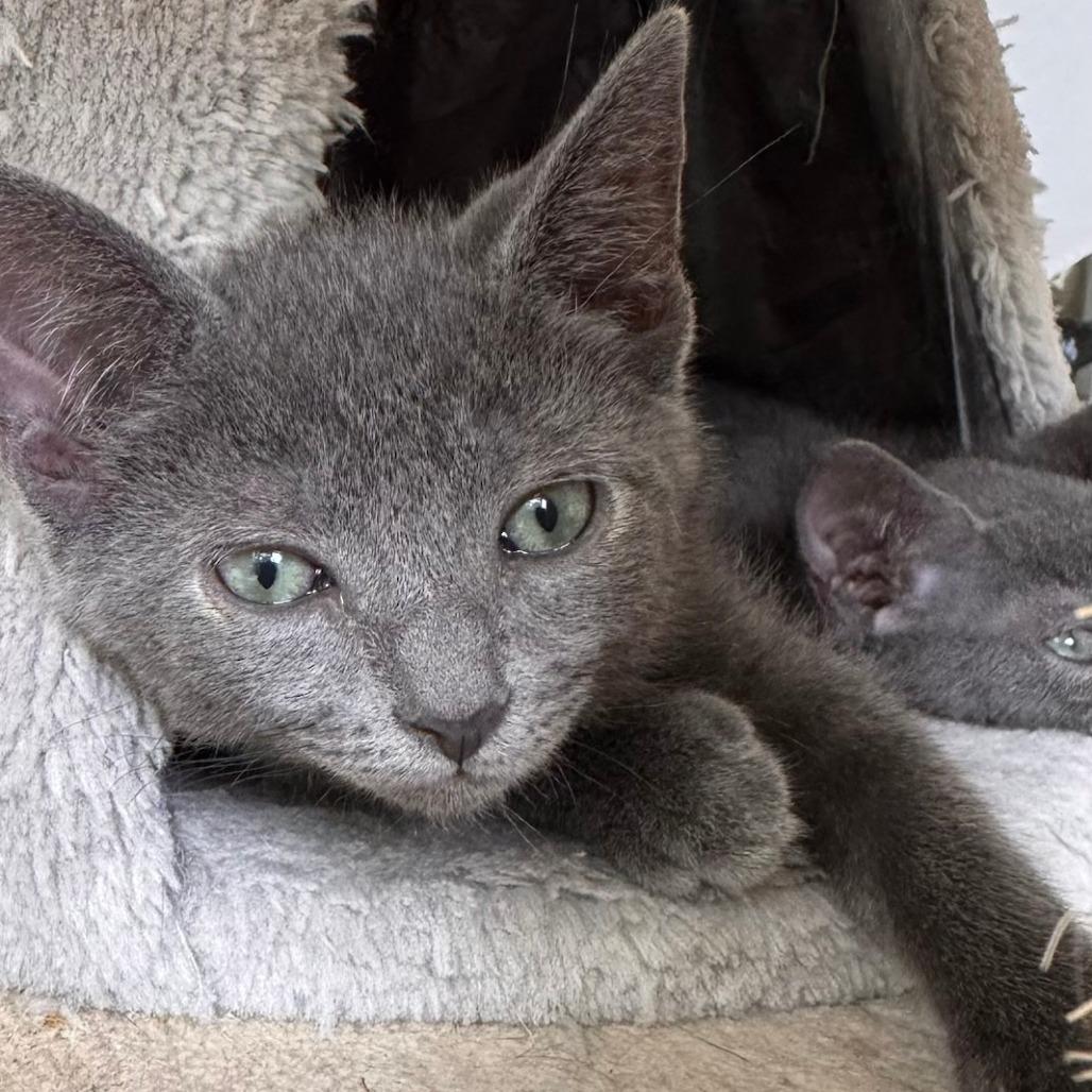 Enlarge Greaser, a Adoptable mixed breed in Jupiter, FL image 5/6