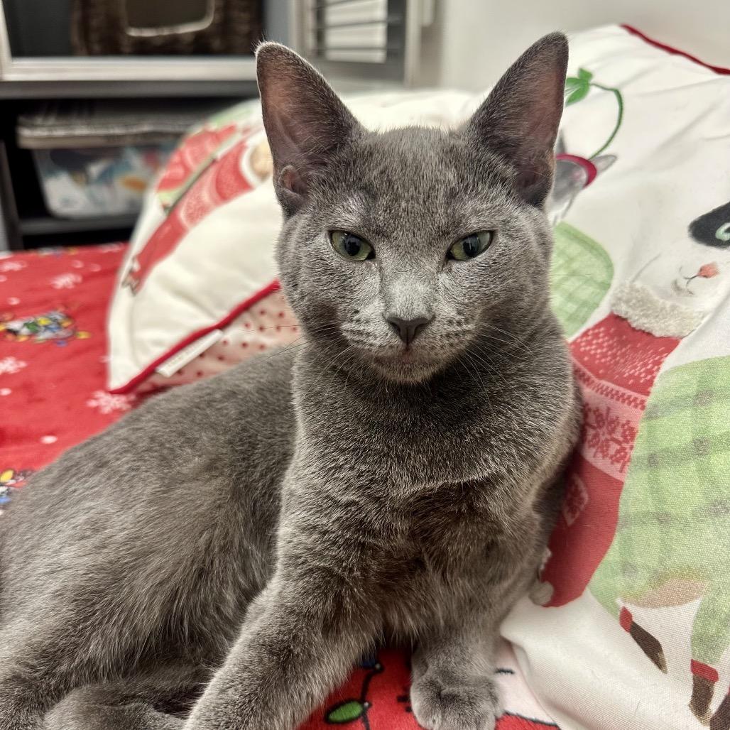 Enlarge Greaser, a Adoptable mixed breed in Jupiter, FL image 6/6