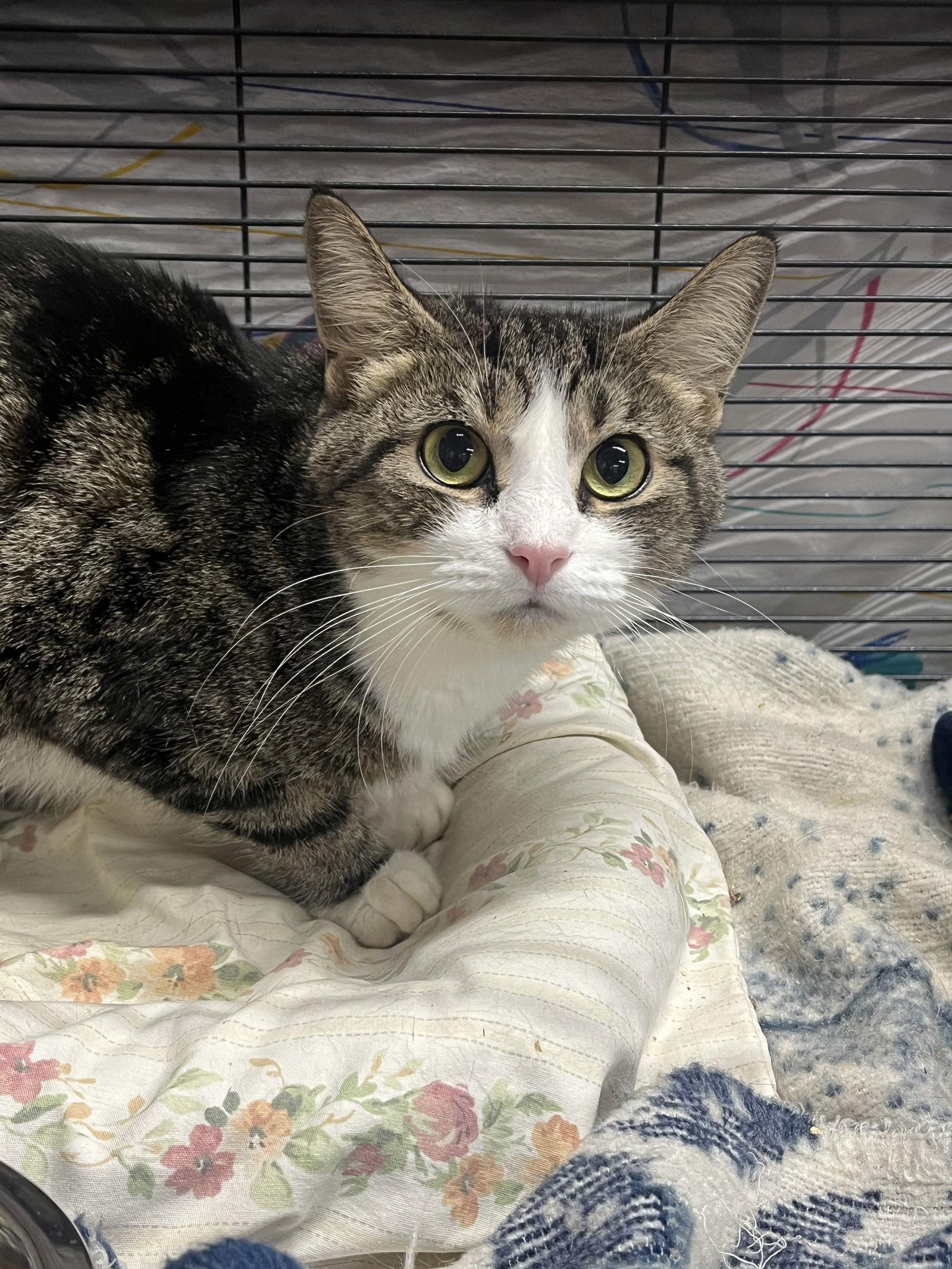 Jugs *special needs*, a Adoptable Tabby in Cuyahoga Falls, OH image 1/2