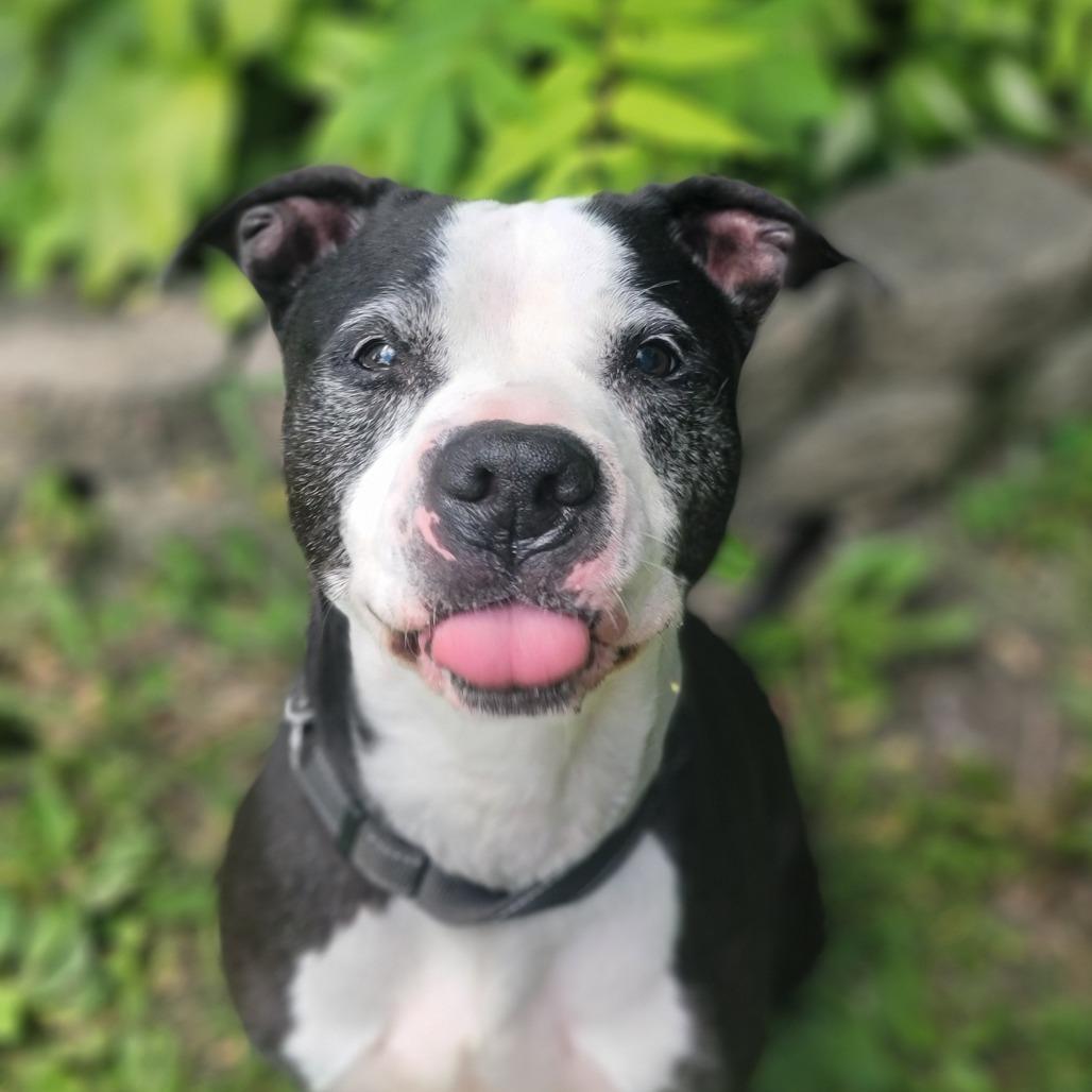 Enlarge George, a Adoptable Pit Bull Terrier in Walden, NY image 1/2